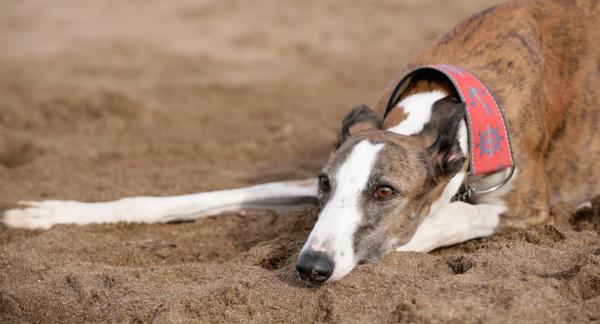 galgo