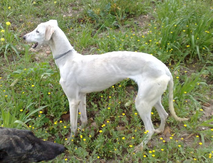 galgo