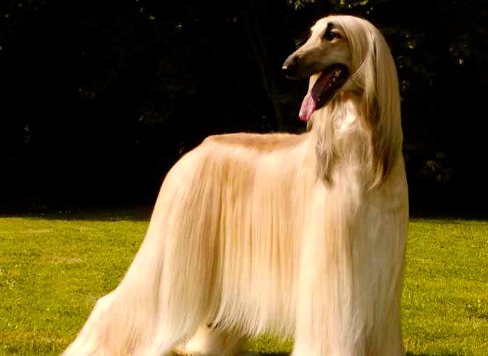 galgo afgano