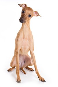 razas de perros pequeños galgo miniatura