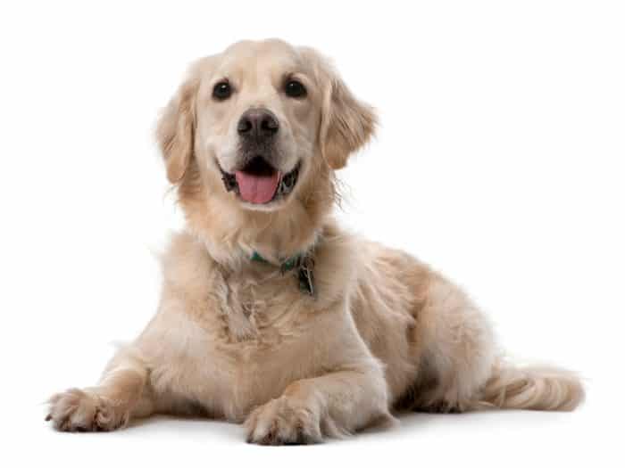 golden retriever fondo blanco