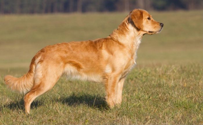 golden retriever observando una presa