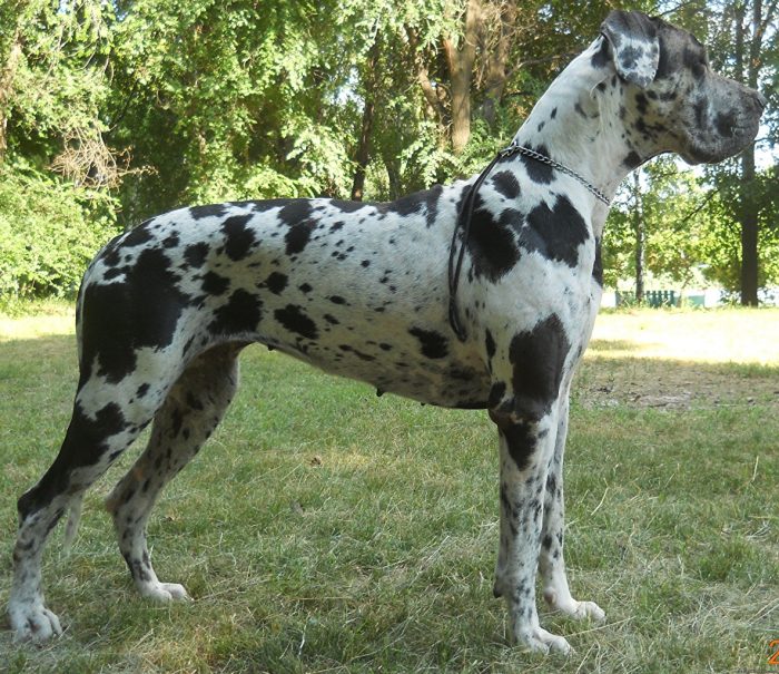 gran danés posando en un parque
