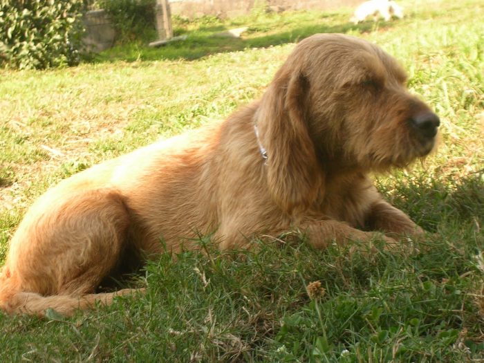 griffon fauve de bretagne