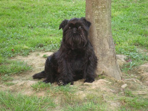 grifon belga razas de perros pequeños negros