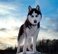 husky siberiano