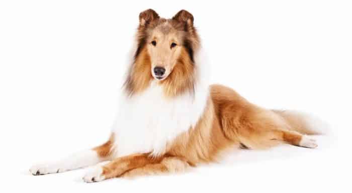 imagen de un collie con fondo blanco