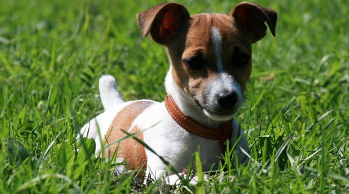 imagen de un jack russell terrier en el césped