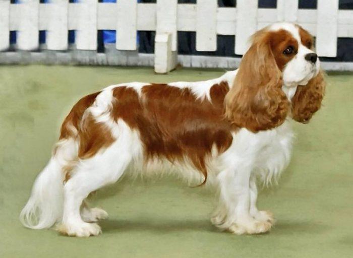 imagen de un king charles spaniel posando para el fotógrafo