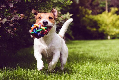 jack russell terrier corriendo con un juguete en el hocico