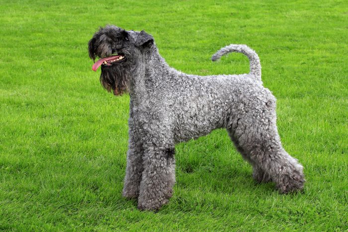 kerry blue terrier sobre césped