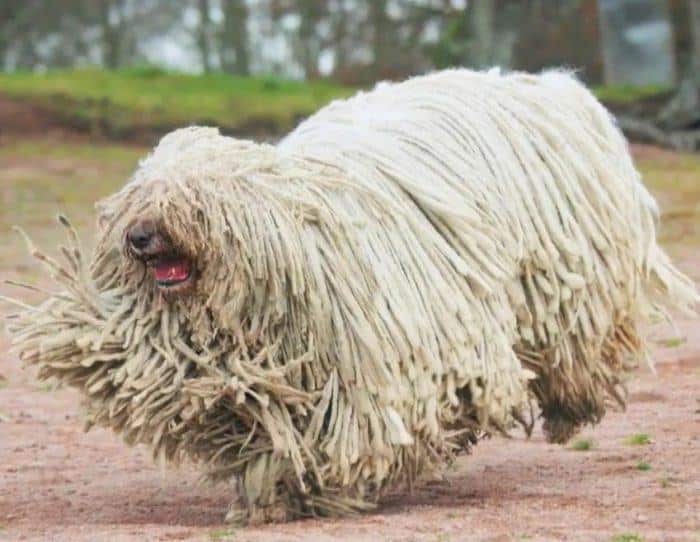 komondor