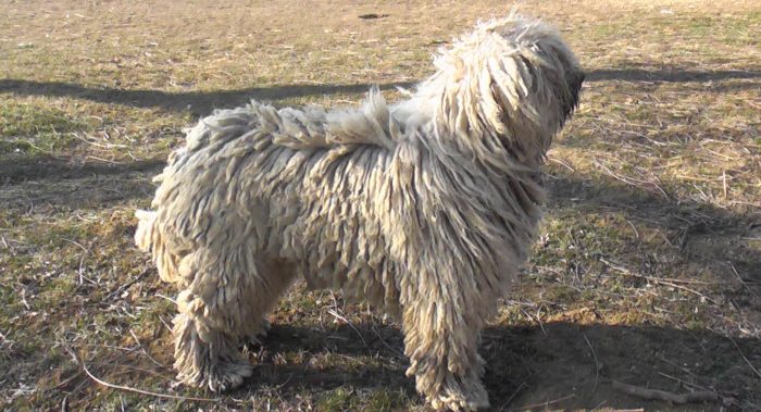 komondor posando