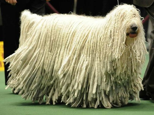 komondor