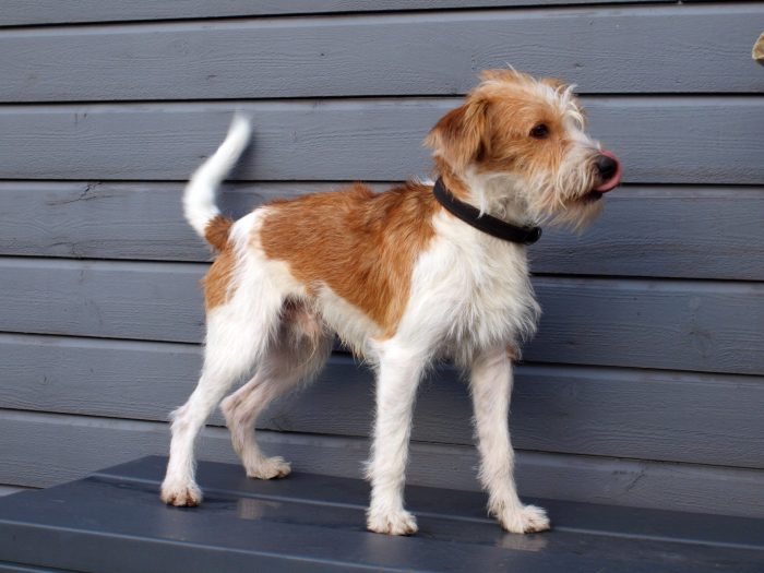 kromfohrlander sobre una banca de madera