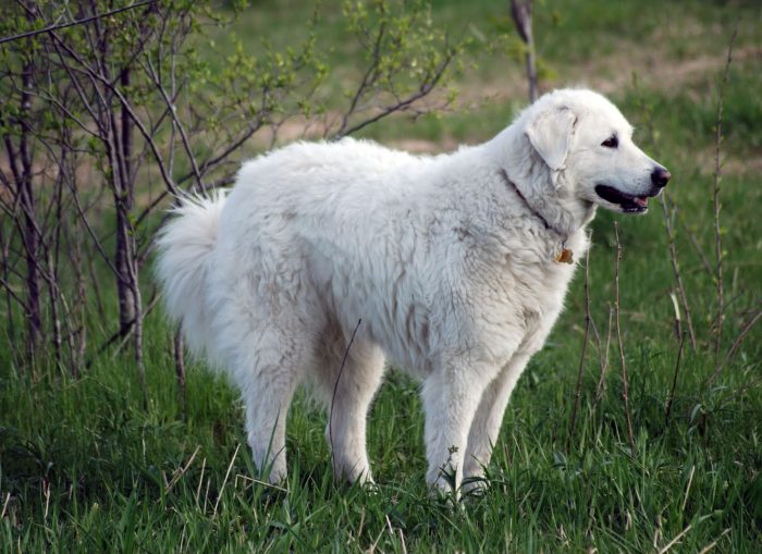 kuvasz en un bosque
