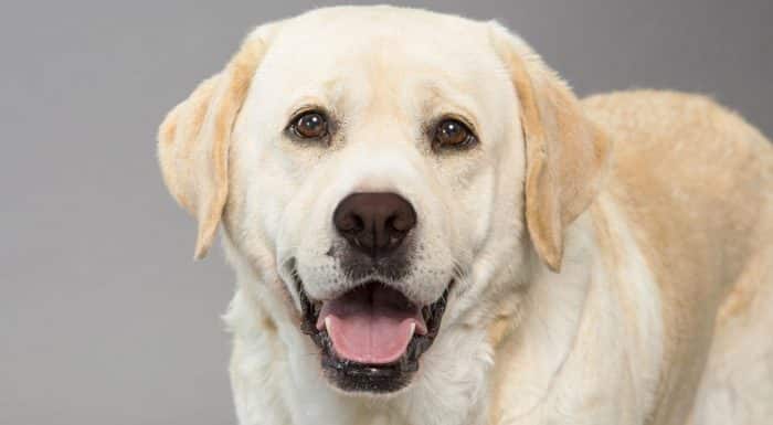 labrador retriever