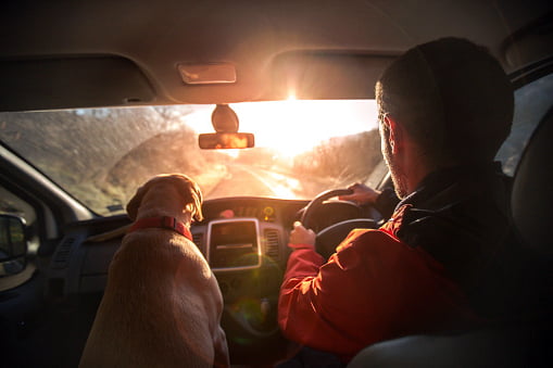 labrador retriever acompañando a joven dentro del auto