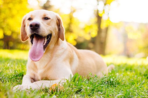 labrador retriever