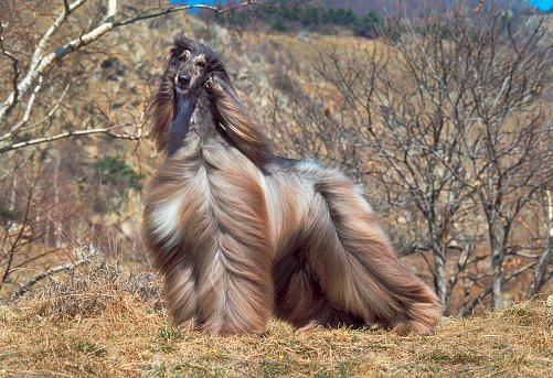 lebrel afgano disfrutando el viento