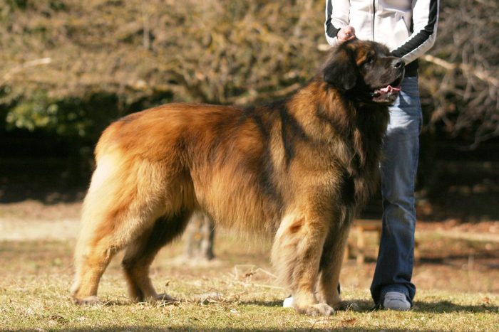 leonberger y su amo en un parque