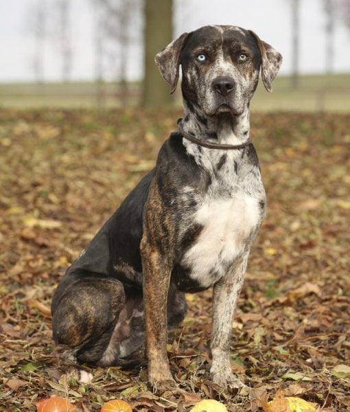 leopardo catahoula
