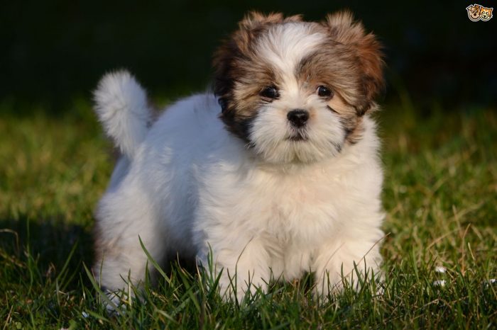 lhasa apso