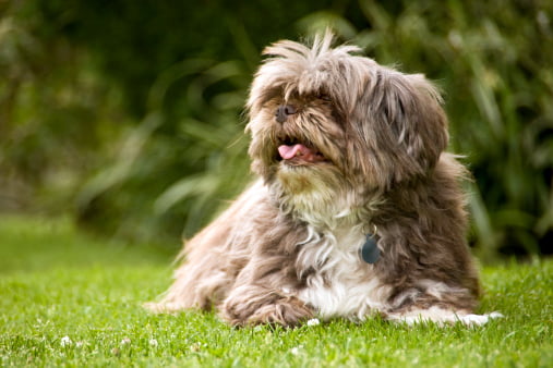 lhasa apso sacando la lengua