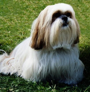 lhasa apso
