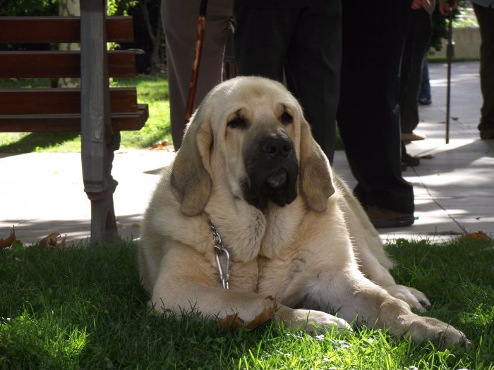 mastin español descansando en un parque