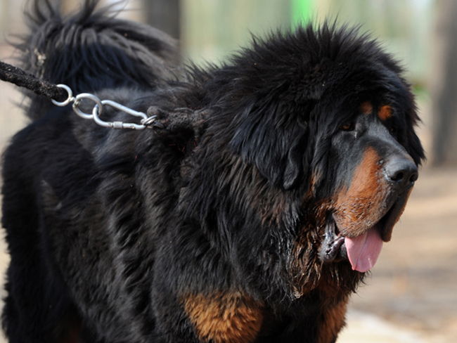 mastin tibetano