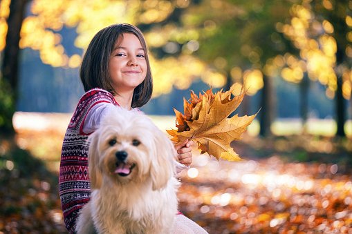 niña con su bichón maltés jugando en otoño