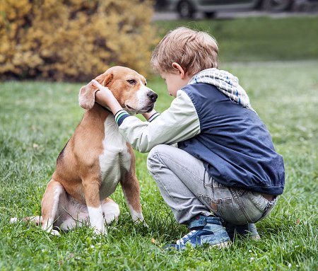 niño acariciando beagle