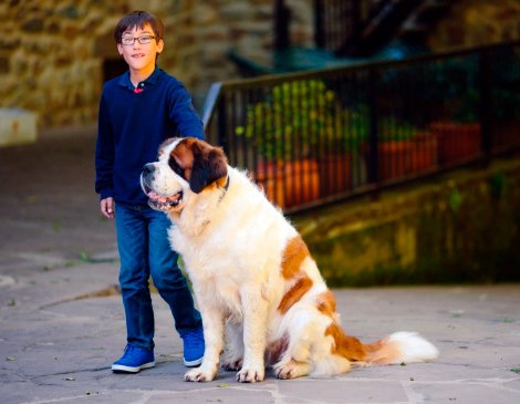niño con perro san bernardo
