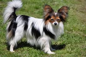 razas de perros pequeños papillon