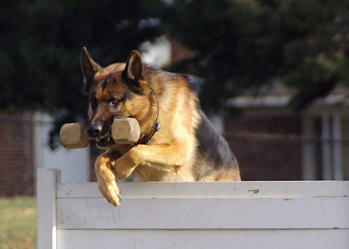 pastor alemán entrenado para convertirse en un perro policial