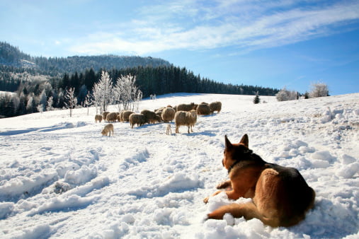 pastor alemán pastoreando