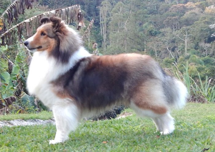 pastor de las shetland