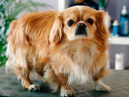 razas de perros pequeños pekines pequines