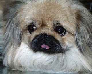pekines