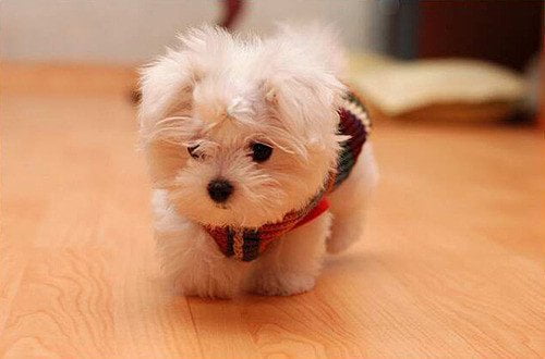 pequeño bichón maltés una de los perritos peludos preferidos para vivir en departamentos y espacios reducidos