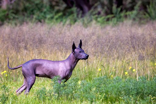 perro azteca xoloitzcuintle en llanura