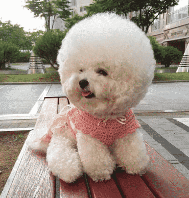 perro blanco pequeño sobre una banca de madera