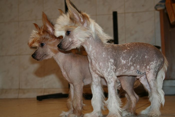 perro crestado chino