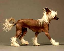 perro crestado chino razas de perros pequenos
