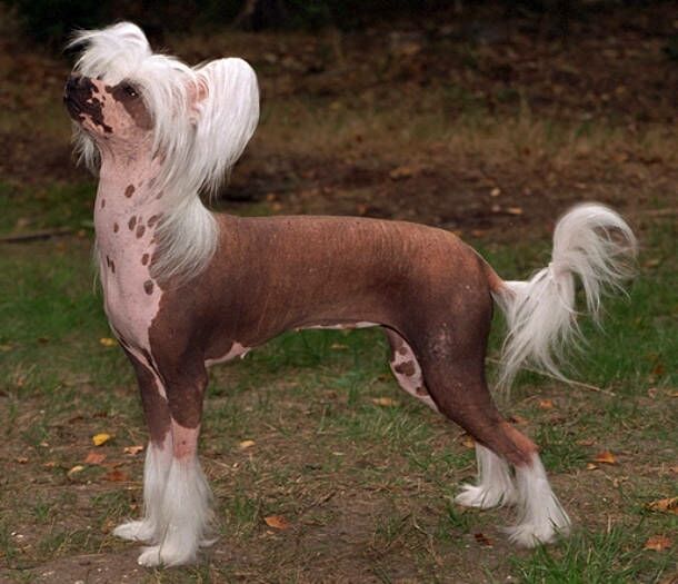 perro crestado chino