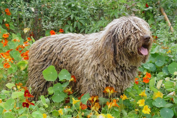 perro de agua español