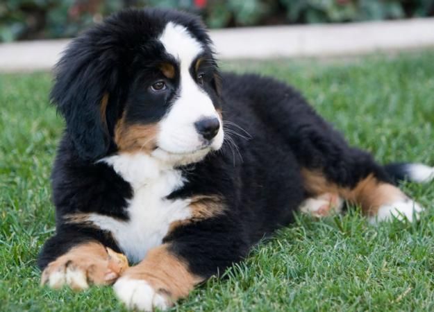 perro de montaña bernes