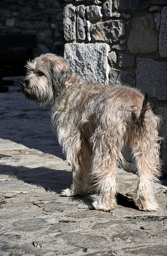 perro de pastor catalán