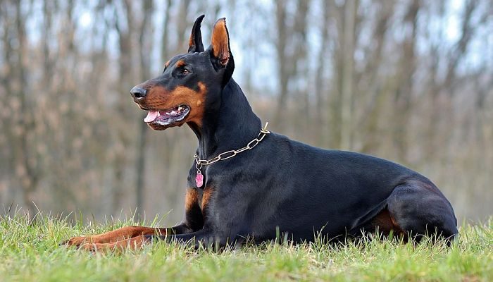 perro doberman